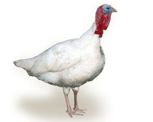 Heritage Turkey Chicken Farming Breeds Black Breast Feathers With White Tips Weight 2 Kg