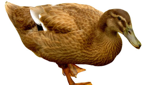 Brown Khaki Campbell Breed Ducks Weight 250 Gram 