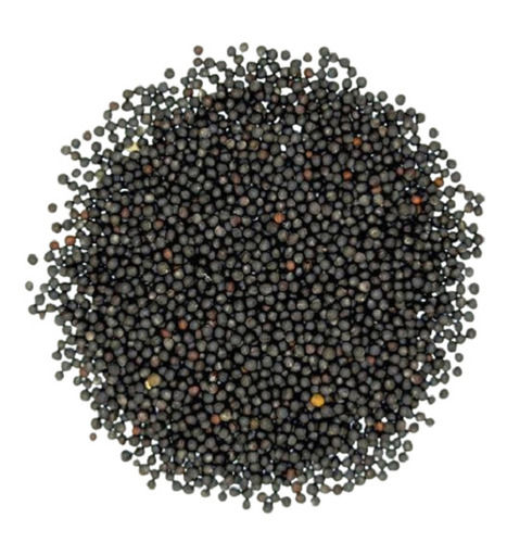 Organic And Dried Black Mustard Seed, Pack Of 10 Kilogram, For Spice And To Flavor  Admixture (%): 5%