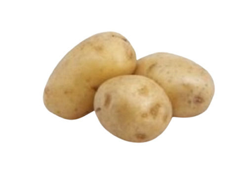 1.5 Kilograms Food Grade Commonly Cultivated Pure And Fresh Potato 