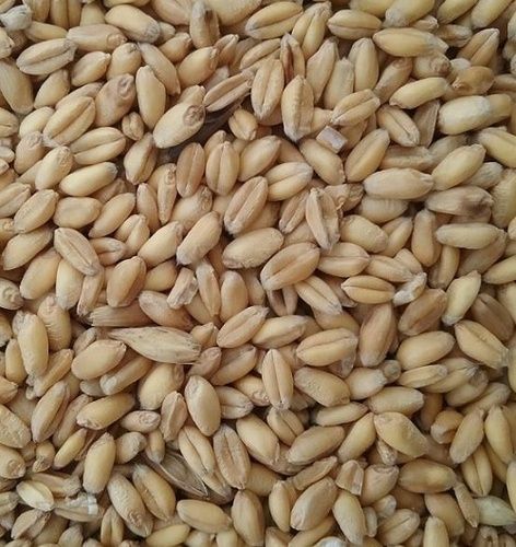 Moisture 13.5% Admixture 50% Ash 2% 99.9% Pure Yellow Wheat Seeds Admixture (%): 50.%