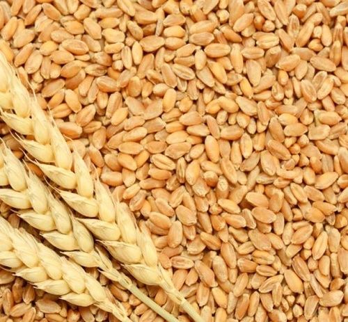 10 Kilograms Food Grade Healthy Nutritious Pure And Natural Dried Wheat Seeds 
