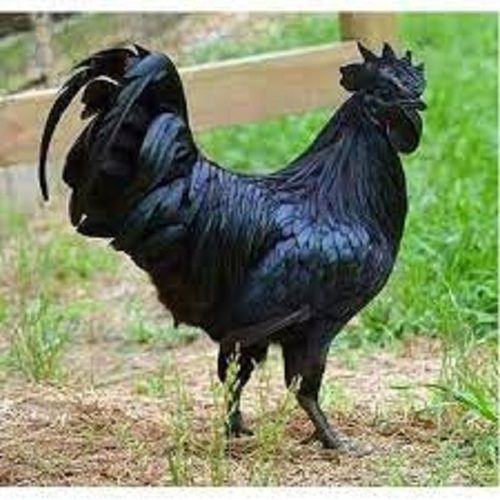  Black Live Country Chicken