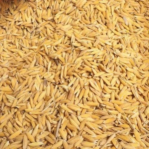 Farm Fresh Carbohydrate Rich 100% Pure Healthy Natural Indian Origin Aromatic Paddy Rice 