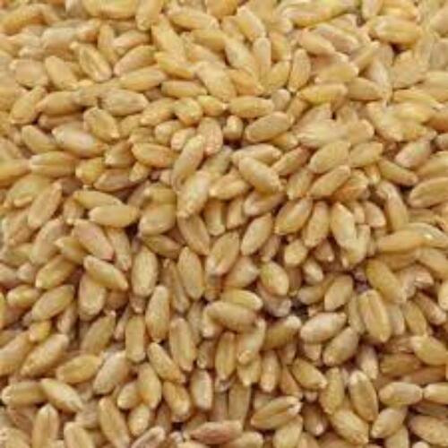 Vitamin B6 And Minerals Enriched Organic Indian Whole Lokwan Wheat Grains