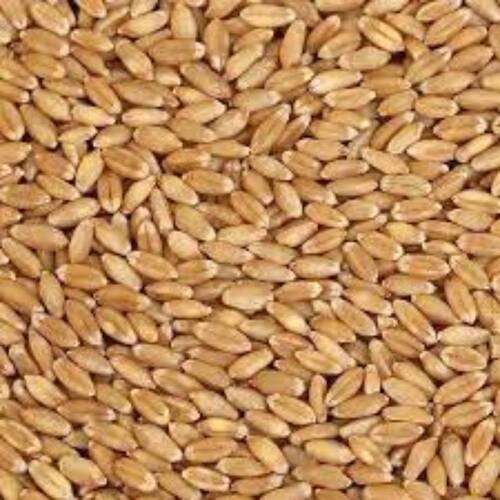 Wheatish High In Protein & Nutrients Organic Whole Wheat Grains