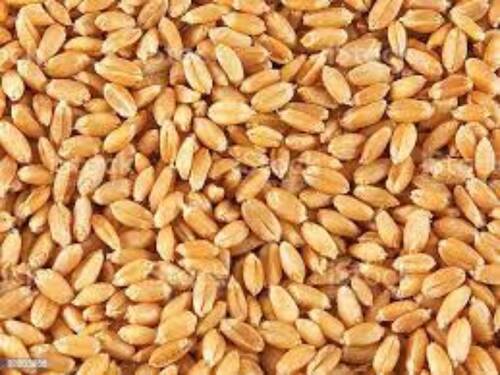 100% Non-Irradiated S.I Agro Natural And Hard Red Winter Wheat Seeds For Agriculture 