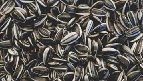 Black A Rich Source Of Dietary Fibre And Vitamin E Best Quality Sunflower Seeds