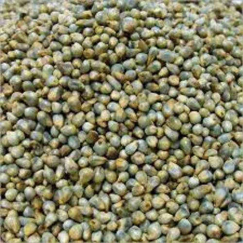 Green Rich In Protein Gluten Free Hybrid Bajra Seeds For Agriculture