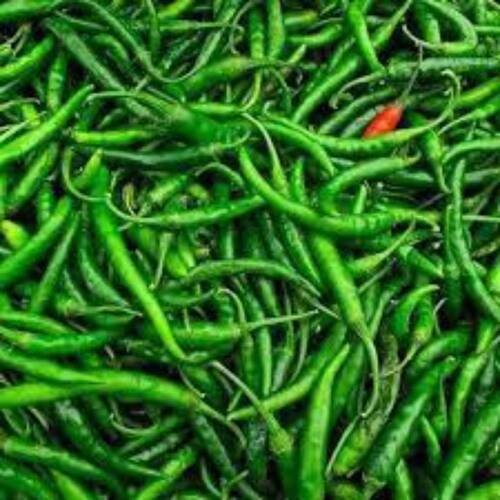 Healthy Preserved Raw Processing Form Hot Spicy Fresh Green Chillies, 1 Kg 