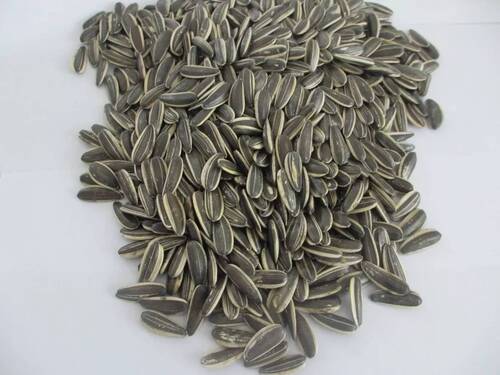 Best Quality Rich Source Of Dietary Fibre Healthy Vitamin E Sunflower Seeds