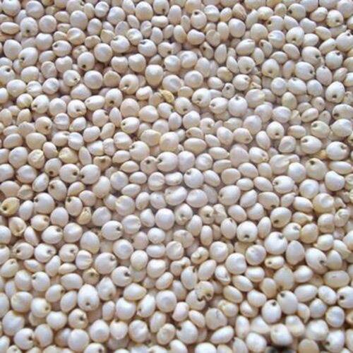 Cholesterol Free High In Fibre Natural White Whole Sorghum Seeds