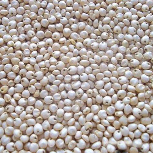 Strong Cholesterol Free High In Fibre Natural White Whole Sorghum Seeds