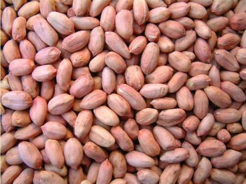 Hardy And Easy-To-Grow Natural Raw Groundnut Seeds For Sowing ,Packaging Size: 1kg