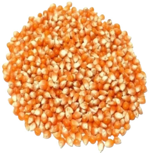 Commonly Cultivated A Grade Granular Raw And Fresh Dried Maize