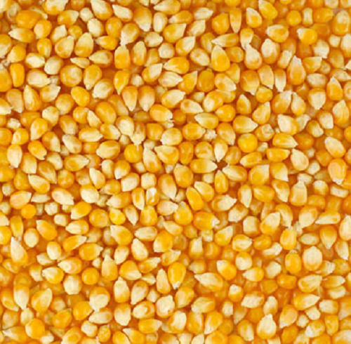 Pure And Dried Commonly Cultivated Raw Whole Maize Seed