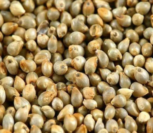 Commonly Cultivated Pure And Dried Smooth Texture Pearl Millet