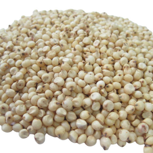 Pure And Dried Commonly Cultivated Sorghum Seeds Admixture (%): 2%