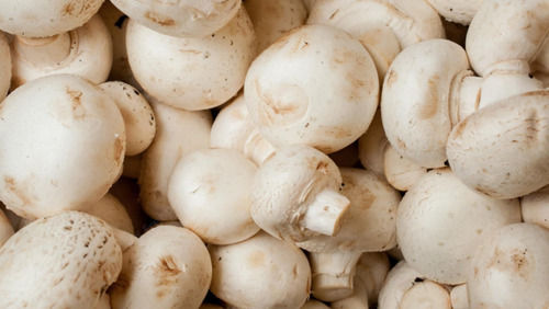 A Grade Commonly Cultivated Whole And Raw Button Mushroom 