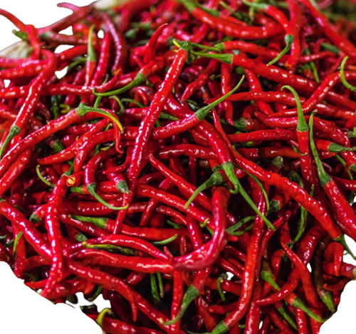 Pure And Natural Whole Spicy Raw Red Chilli