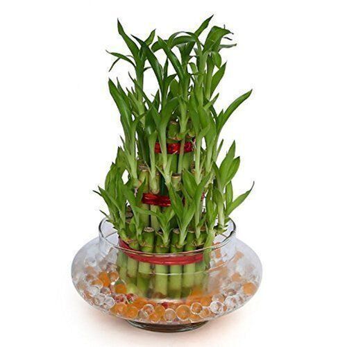 Decorative Air Purifying Lucky Live Indoor Bamboo Plant, 4 Inches
