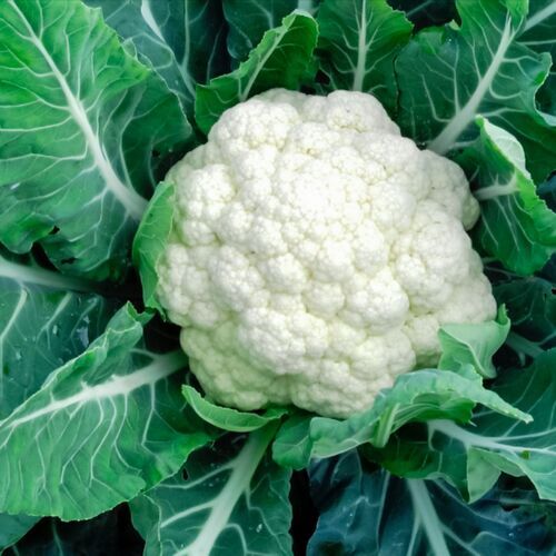 Healthy Nutritious No Added Preservatives Easy To Digest White Cauliflower