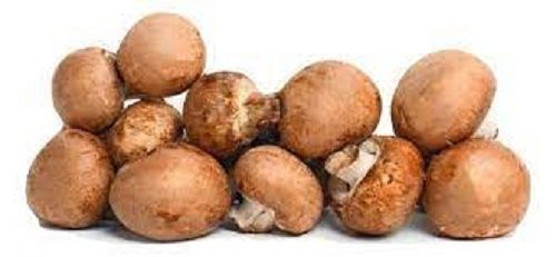 Brown Button Mushroom