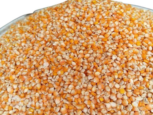 Commonly Cultivated Healthy 98% Pure A Grade Quality Maize Grain Seeds