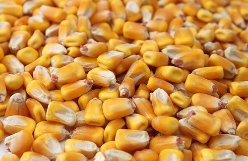Common Cultivation Creamy Texture A Grade High Quality And Healthy Corn