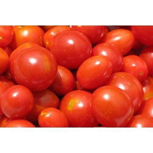 Direct From Farmer Rich In Quality Providing A Nutritious Fresh Tomatoes 