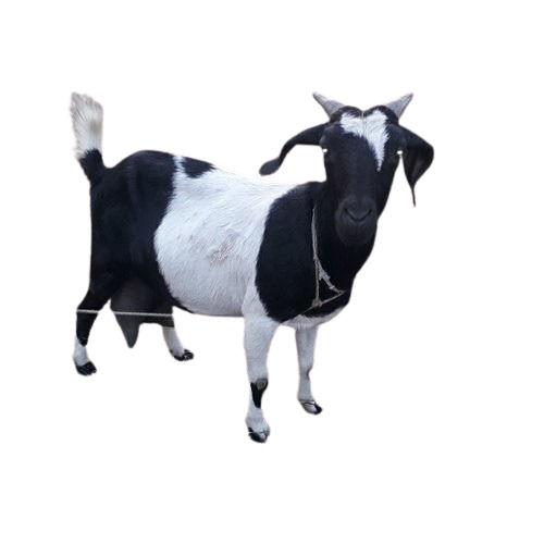 Boer Goat