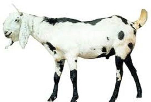 A Grade Disease Free Pure Healthy Large Size White and Black Live Beetal Goat