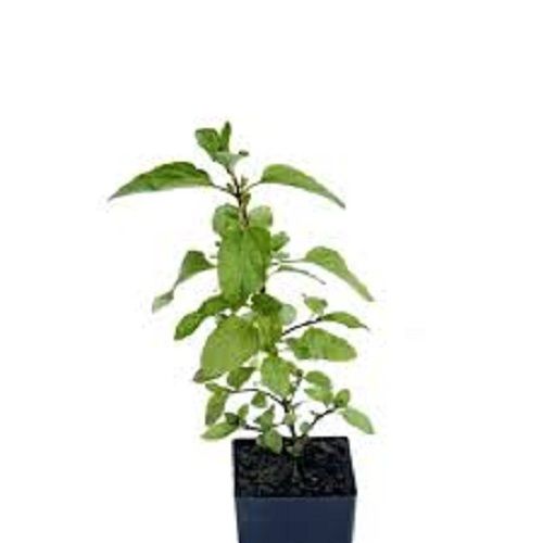 100 Percent Natural Organic And Fresh Green Holy Basil Leaves Plant For Worship Dimensions: 4*4 Inch (In)