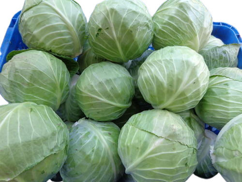 100% Natural Organic Rich Fresh Vitamins Healthy Green Cabbage