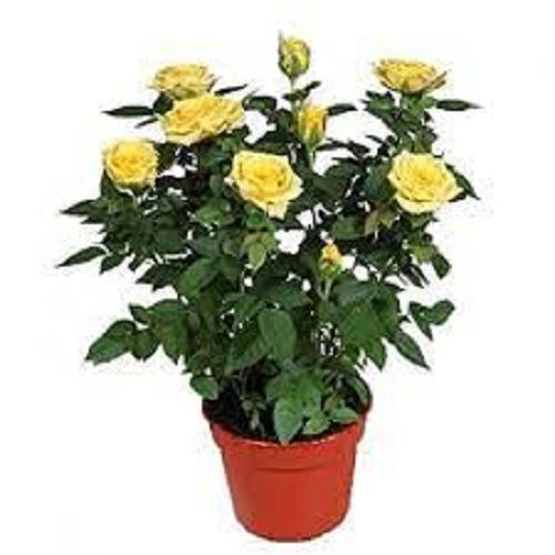 100% Natural Fragrance Yellow Rose Plant For Indoor And Outdoor Decoration Shelf Life: 10 Years