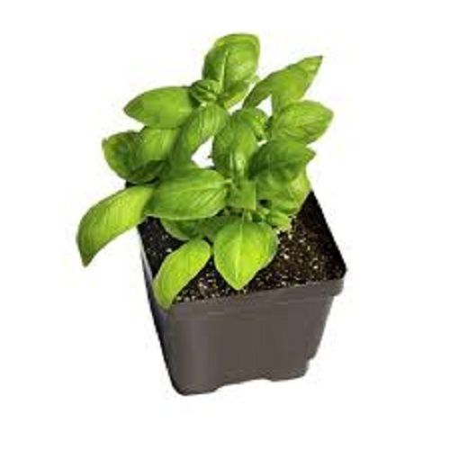 100 Percent Natural Organic And Fresh Green Holy Basil Leaves Garden Plants