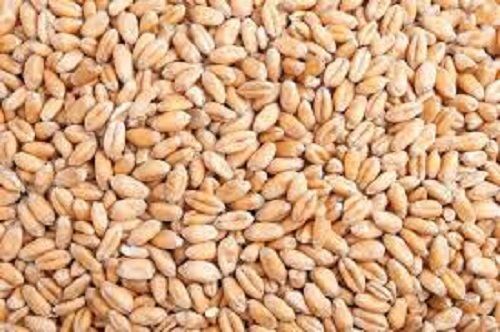 100 Percent Pure Natural And Organic A Grade Wheat Seeds
