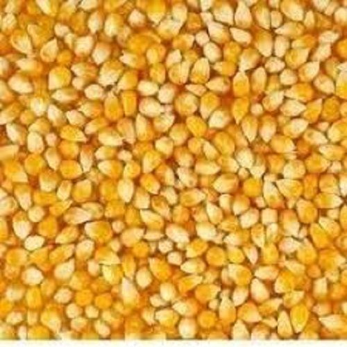 Natural Organic Rich Protein Sweet Flavor Natural And Fresh Corn  Admixture (%): 0.7% To 6%