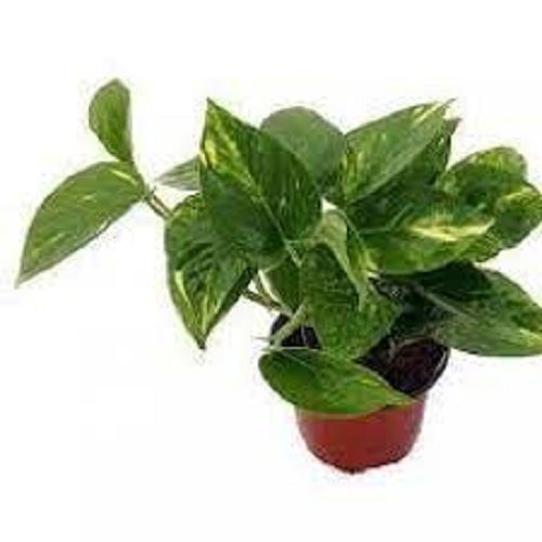 Well Watered Ivy Green Money Plants For Indoor And Outdoor Decoration