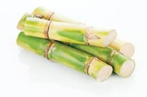 Pesticides Free Healthy And Fresh Sweet Long Sugarcane For Raw Products