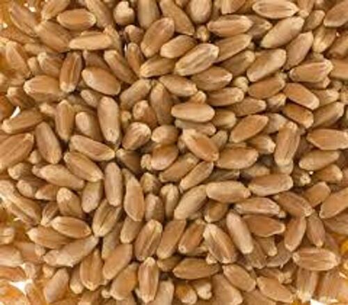 Brown 100% Natural High Fiber B Vitamins Whole Wheat Grain Seeds 