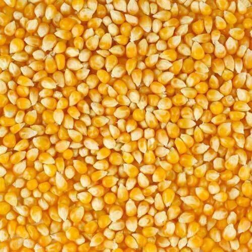 Healthy & Nutritious Commonly Cultivated Fresh Sun-Dried Yellow Maize/Corn Grains 