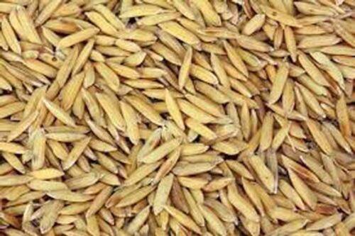 Indian Origin A Grade 100 Percent Pure Long Grain Paddy Rice  Admixture (%): 2%