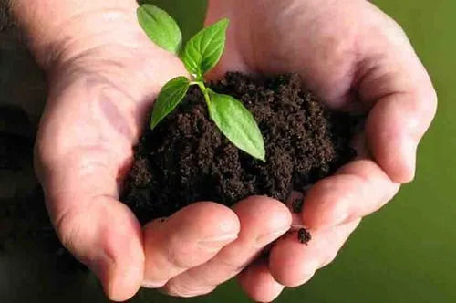 Safe To Use Non Toxic Natural Pure And Highly Effective Brown Bio Fertilizers 