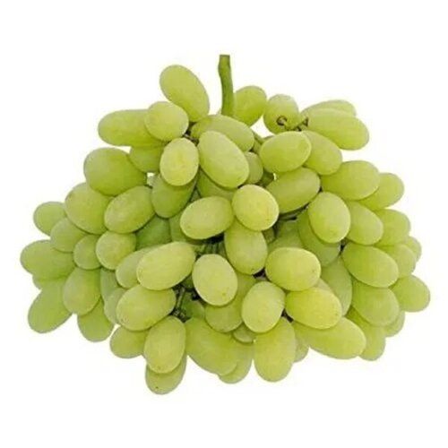 Used To Make Various Foods Crisp Texture Premium-quality Natural Hand-picked Sweet Grapes