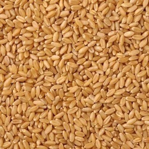 High In Protein Healthy Golden Brown Organic Wheat Grains