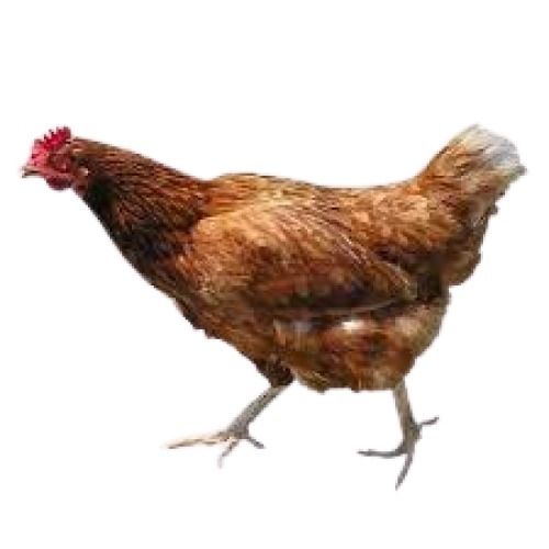 Brown Female Live Country Chicken