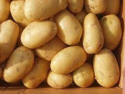 100 Percent Pure Natural Nutrient Enriched A Grade Fresh Round Potatoes 