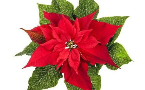 Elegant Look Light Weight Durable Attractive Beautiful Artificial Christmas Flower
