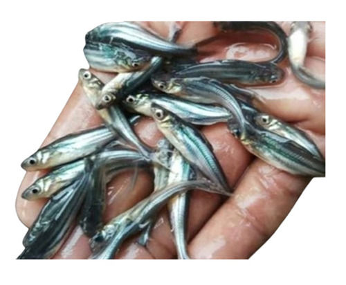 3cm Seafood Fish